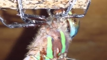 Dragonfly stuck in spider web tries to get out.