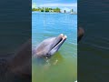 The Secret Language of Dolphins #facts #didyouknow  #mindblowingfacts