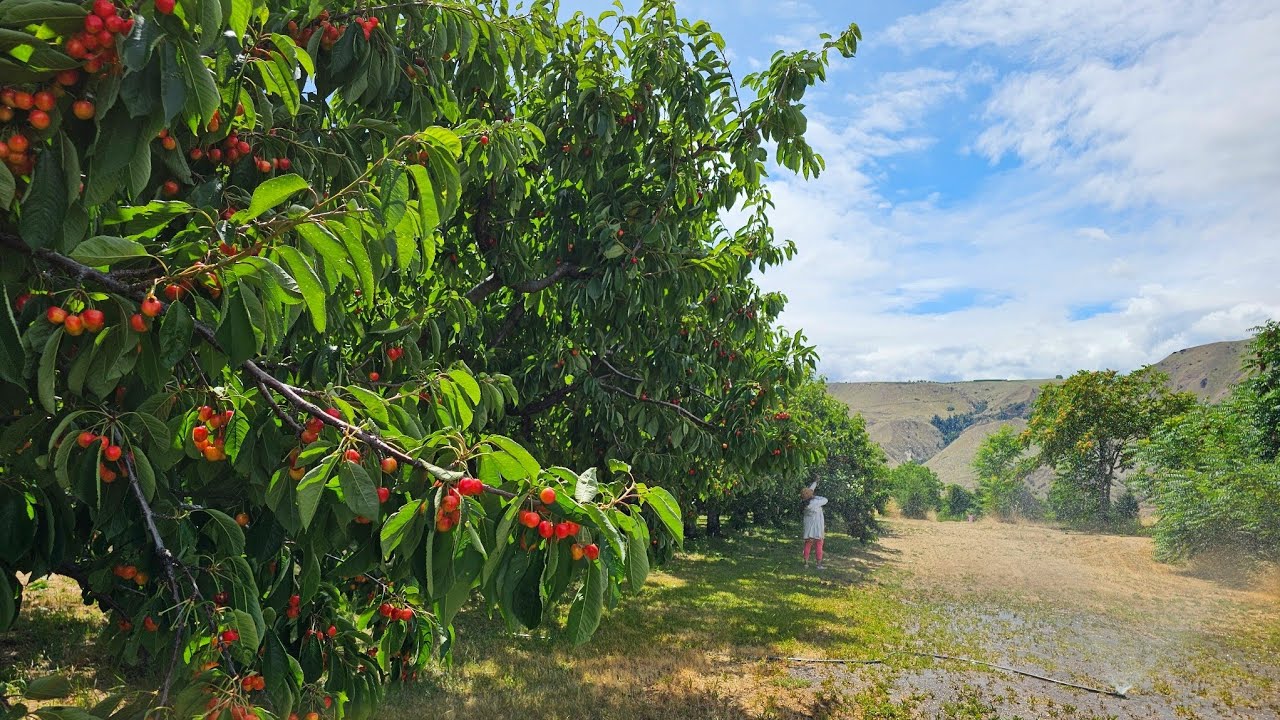 R & J Cherry Farm in Wenatchee , Washington / June 21, 2025