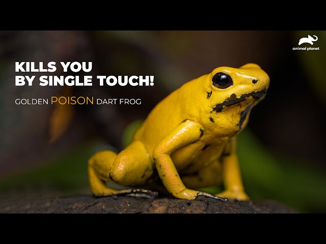 Golden Poison Dart Frog Facts