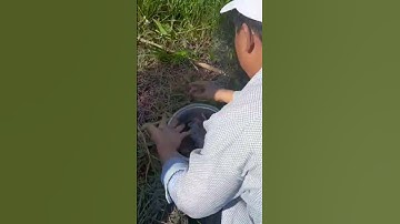 Về quê đi câu vô cái ao bỏ hoang ngoài cánh đồng hoang.