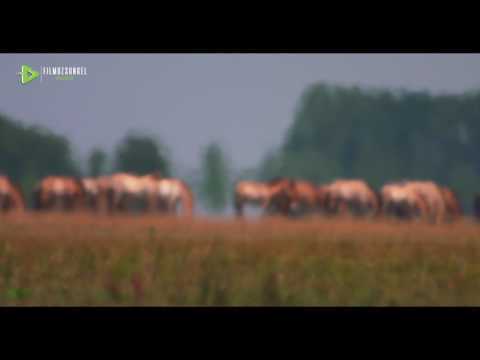 Videó: Przewalski lova: leírás, jellemzők és érdekességek