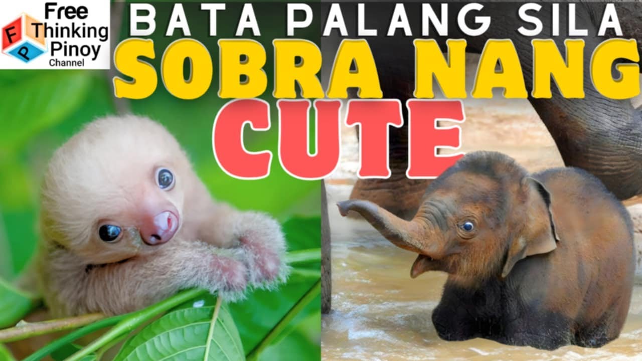 Baby Panda at Baby Chameleon | Cute baby Animals