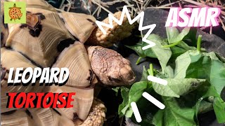 Leopard tortoise eating potato leaves | ASMR  🐢