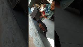 Download Lagu Burung but but jinak MP3