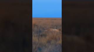 Lion Attack On Young Bull Eland #eland #lion #shorts #ytshorts