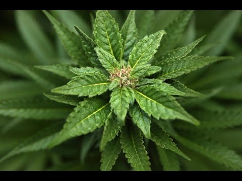 Wideo: Najlepsze Przychodnie Z Marihuaną W Denver, Kolorado