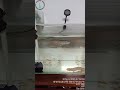 Ngân Long được 3 tuổi ...