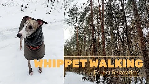 Whippet Walking in Winter Forest! Winter relaxation in the nature with dogs.