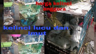Harga kelinci anggora dan local!!! pasar jatinegara (jakarta timur)