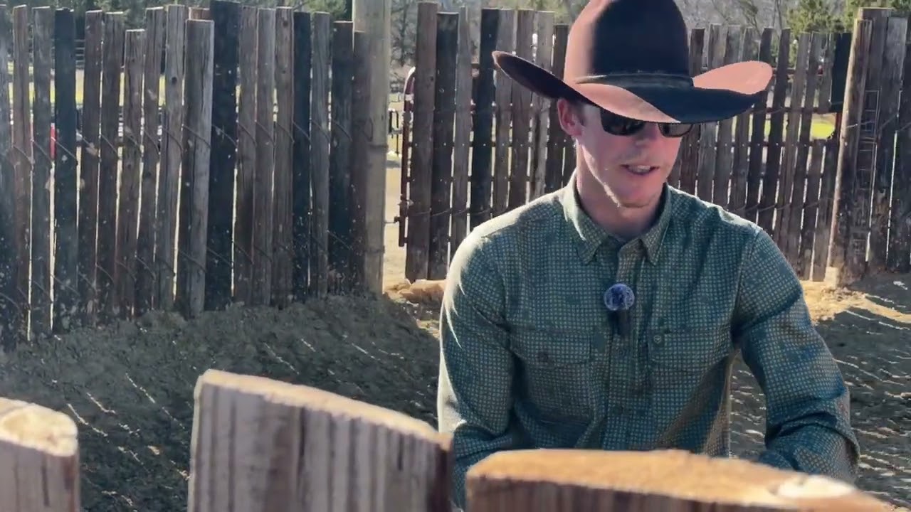 Stella first ride, a 2 year old cutting horse by Check Yer Metal