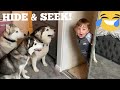 Husky & Babies Funniest Hide & Seek Ever!!! [CUTEST REACTION EVERR!!!!]