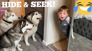 Husky & Babies Funniest Hide & Seek Ever!!! [CUTEST REACTION EVERR!!!!]