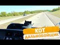 Кот дальнобойщик