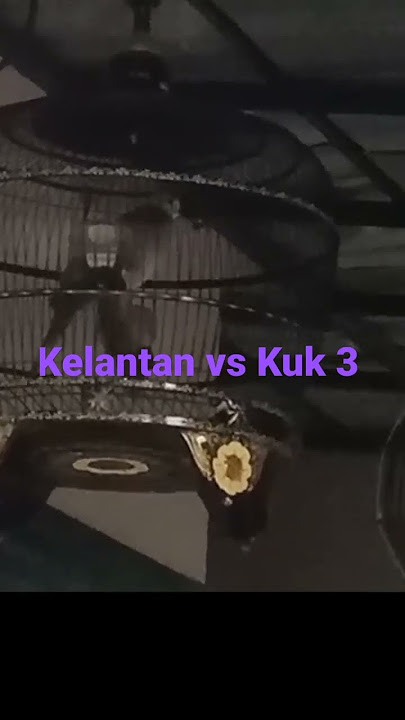 tekukur kuk 3 vs kelantan