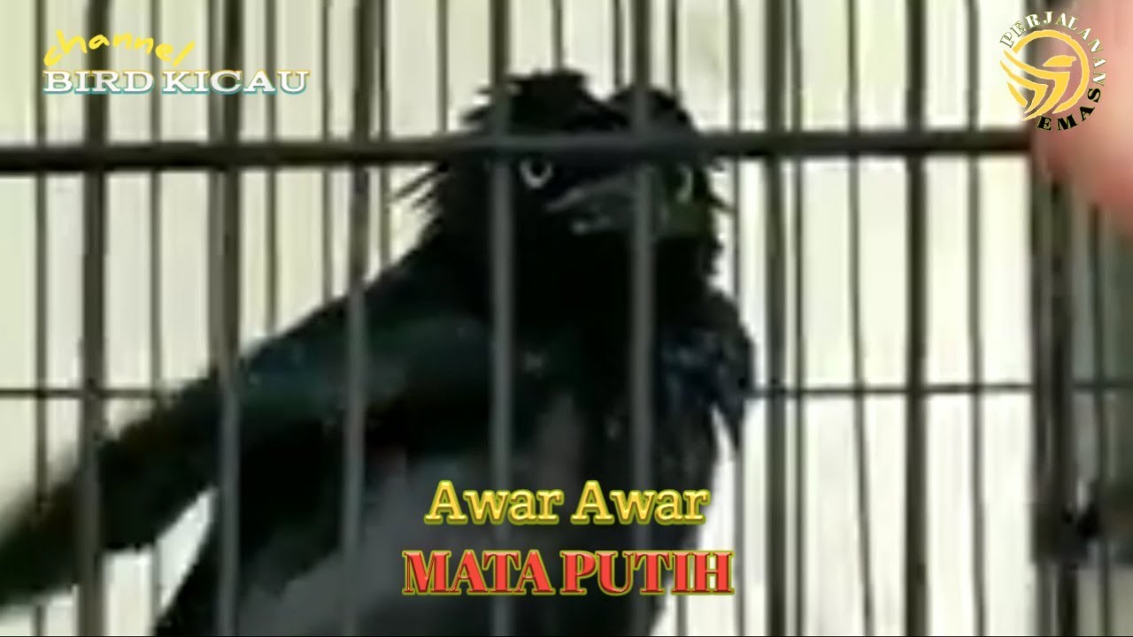 Awar Awar Mata Putih