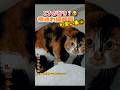 可愛いw #おもしろ #funny #面白集 #面白い #猫おもしろ動画 #ねこ動画