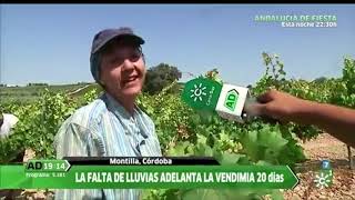 La vendimia en Montilla-Moriles, en Andalucía Directo