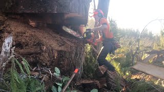 Big tree, big window