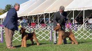 Hatboro 1 kennel club dog show Airedale terriers Best of Breed.