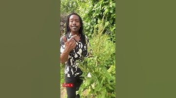 Yellow Dock: Herb Identification (Part 1) #herbalmedicine #herbs #herbalist #foraging #gardening