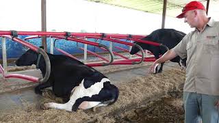 Freestall Barn Management