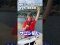 鍋串漁港でサゴシ釣り!【つり具のまるきん釣り情報】 #釣り #サゴシ #ショアジギング