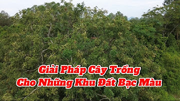 Cây bồ kết giải pháp kinh tế cho những khu đất bạc màu