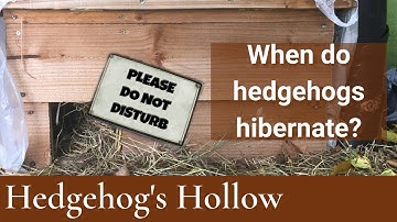 When do hedgehogs hibernate? | Hedgehog