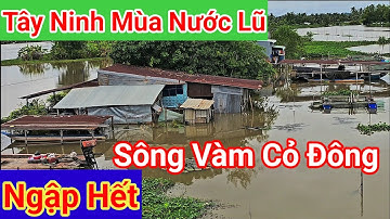 Mùa Nước Lũ Sông Vàm Cỏ Đông Tây Ninh " Cuộc Sống Mưu Sinh Trên Mé Sông | Khám Phá Ngày Nay