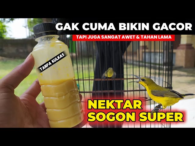 AWALNYA COBA COBA TERNYATA HASILNYA LUAR BIASA❗NEKTAR SOGON SUPEERR..❗ class=