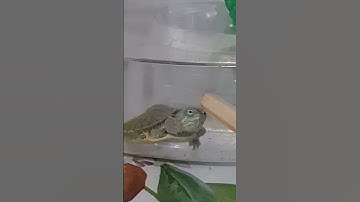 🐢This Turtle is A Fatal Hunter! #redearedslider #redearedsliderturtle #turtle