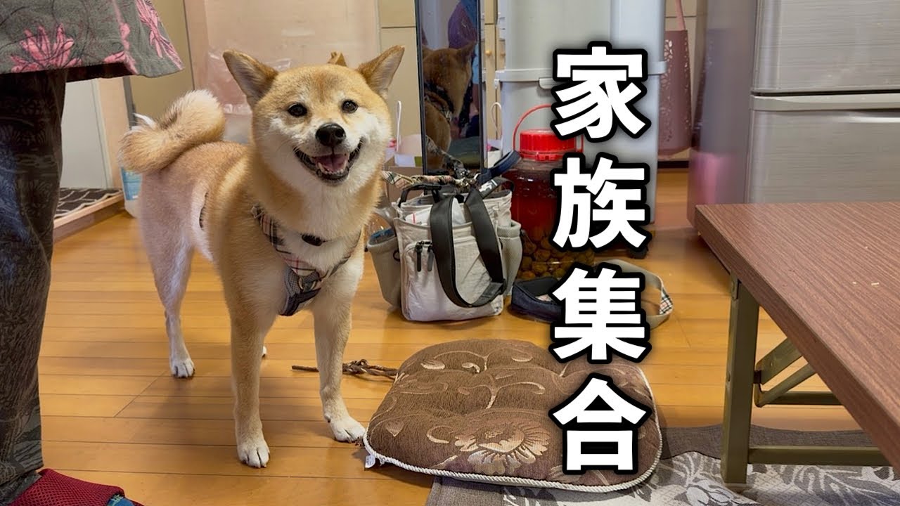 おじいちゃん家で兄の家族も含めみんなで集まってニコニコ嬉しそうな柴犬