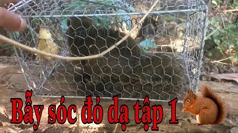 Bẫy sóc. Đi rừng bẩy sóc đỏ dạ | Forest squirrel trap | tập 1 | PTM Channel