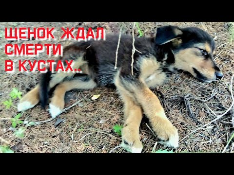 Щенок уже не плакал о помощи/ он лежал молча и ждал смерти /help save a homeless puppy