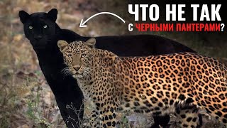 видео: 13 минут, которые ПЕРЕВЕРНУТ ваше представление о ЧЕРНЫХ ПАНТЕРАХ картинка: 13 минут, которые ПЕРЕВЕРНУТ ваше представление о ЧЕРНЫХ ПАНТЕРАХ