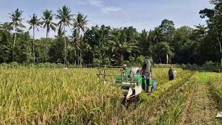 UNBELIEVABLE SPEED: AUTOMATIC RICE HARVESTER REPLACING MANUAL LABOR - Agriculture Farming