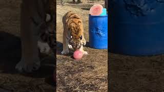 Join Olivia LIVE for a warm weather treat with our rescues 😋 || The Wildcat Sanctuary by The Wildcat Sanctuary 157 views 2 weeks ago 29 minutes