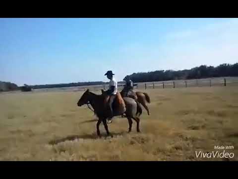 Cavalo pulando Pantanal 