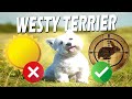 8 Curiosidades Interesantes del Westy Terrier の動画、YouTube動画。