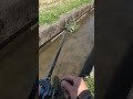 Japanese Catfish💥 #fishing #catfish