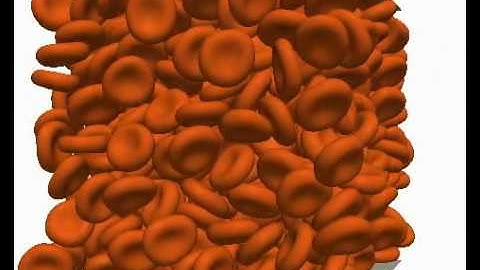 Initialization of red blood cell simulation