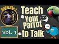 Birbversity vol 1 teach your parrot to talk  parrot town tv for your bird room