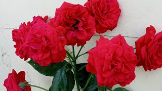 PESONA MAWAR MERAH⁉️ POHONNYA BERDURI WANGI SEPANJANG HARI #trending