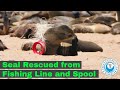 Seal Rescued from Fishing Line and Spool