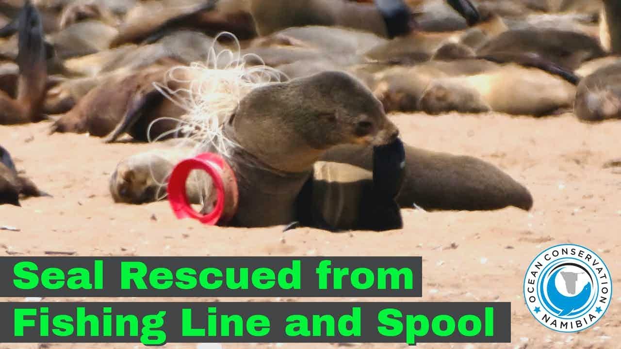 Seal Rescued from Fishing Line and Spool - YouTube