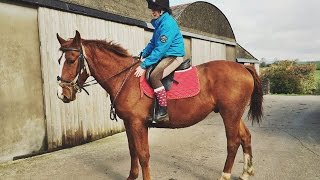 Super Chilled Youngster ( Backing Harry)