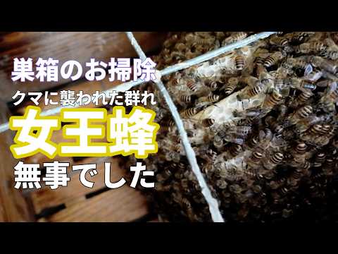 ニホンミツバチ】夏分蜂1群目逃去！ 追跡そして再捕獲 違う素材の箱に