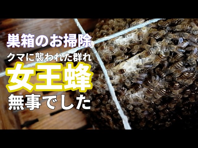 ハイブリッド式日本みつばち捕獲箱 使用歴 入居歴豊富 ニホンミツバチ】夏分蜂1群目逃去！ 追跡そして再捕獲 違う素材の箱に
