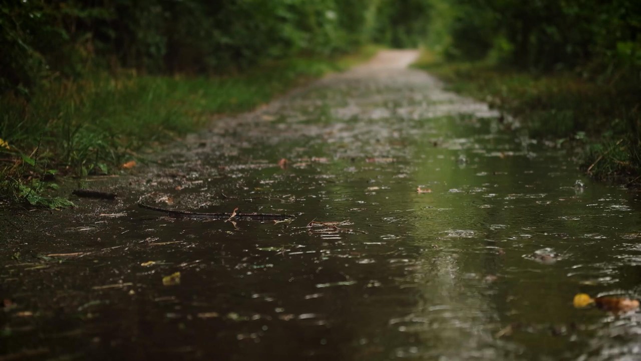 Hypnotic Forest Rain – 5 Stunden Regen, Donner & Vogelstimmen für tiefe Entspannung